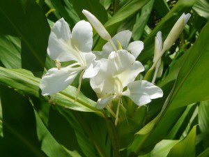 White Ginger Flowers