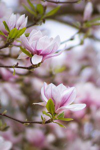 Magnolia Flowers