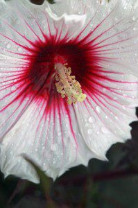white-hibiscus