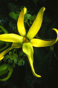 ylang-ylang