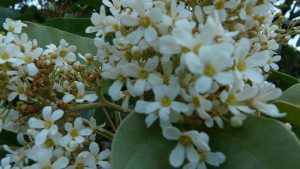 Kukui Nut Flowers