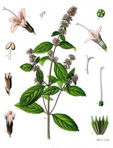 Peppermint, botanical
