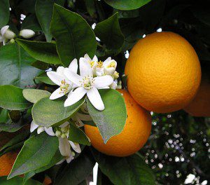 Orange Blossom & Fruit