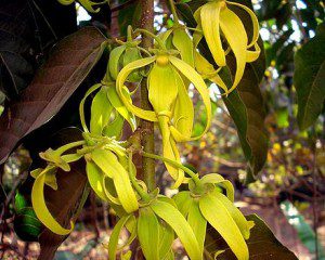 Ylang Ylang