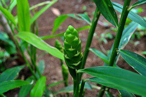 Ginger Plant