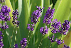 Lavender flowers