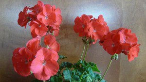 Geranium Flower