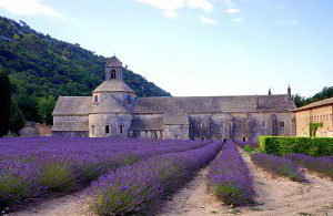 Lavender fields