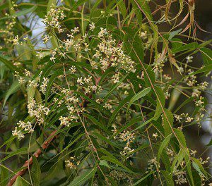 Neem (Azadirachta indica)