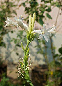 Tuberose Flower