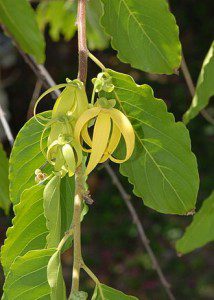 Ylang Ylang 2