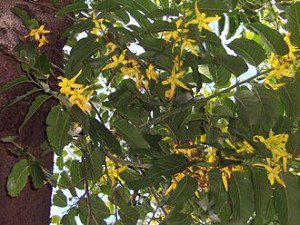 ylang ylang 3