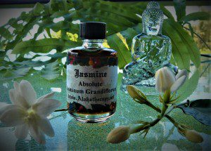 Jasmine Absolute 3