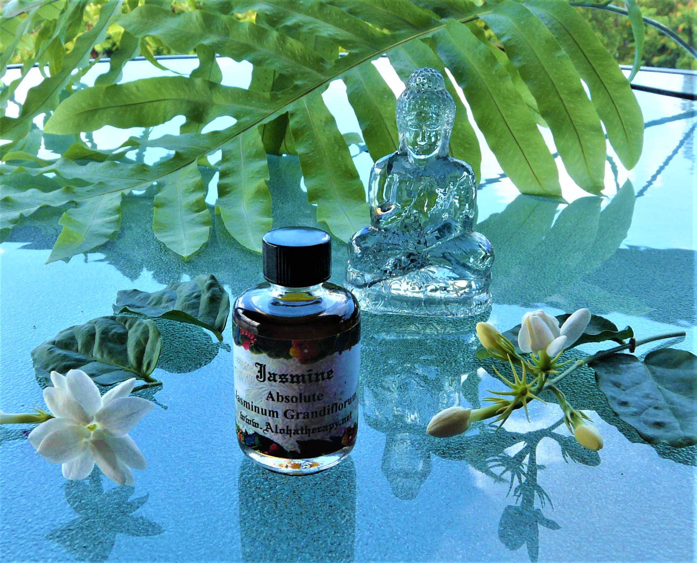 Jasmine 20 % Absolute in Jojoba Oil (Jasminum Grandiflorum) - Alohatherapy