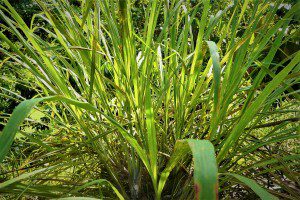 Lemongrass plant