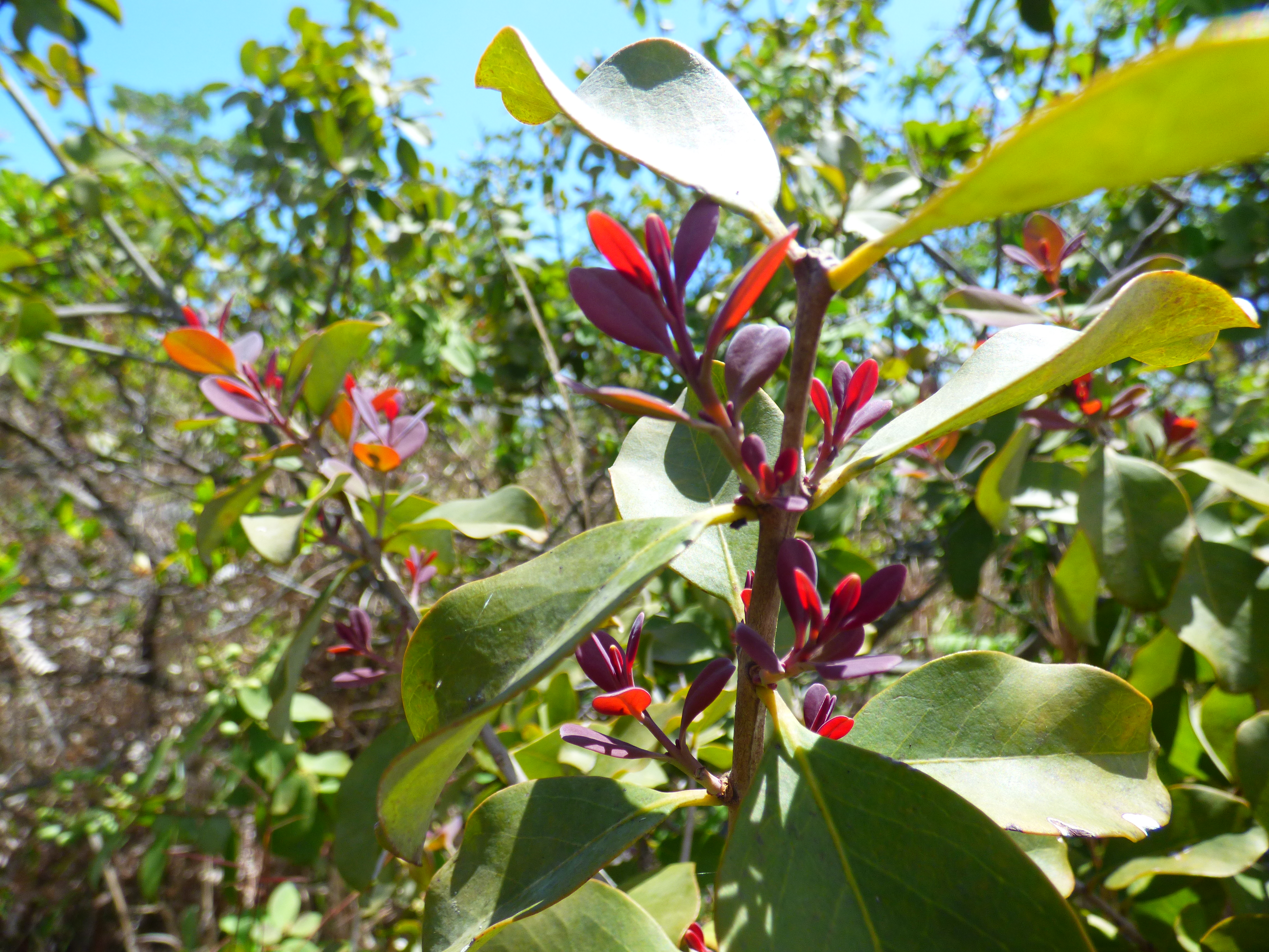 Organic Hawaiian Sandalwood ('iliahi) (Santalum Paniculatum) Pure Essential Oil, 10ml (w/1.6 Drop Cap)