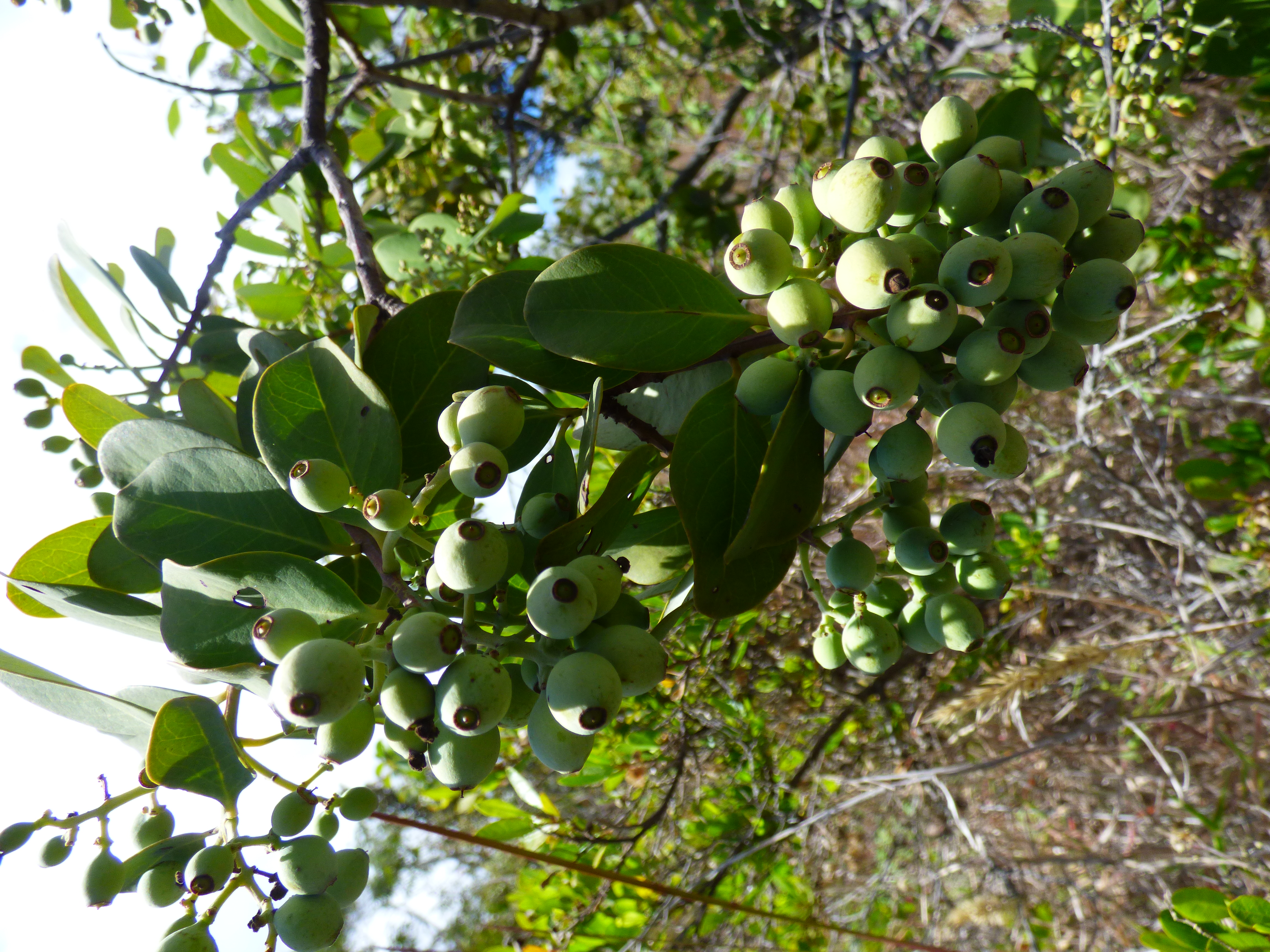 Organic Hawaiian Sandalwood ('iliahi) (Santalum Paniculatum) Pure Essential Oil, 10ml (w/1.6 Drop Cap)