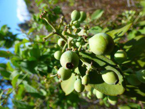 Sandalwood, green seeds Raul