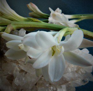 Tuberose Flower