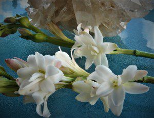 Tuberose Flower 2