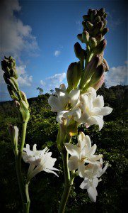 Tuberose Flower my own