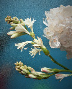 Tuberose Flower with crystal2