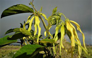 Ylang Ylang Flower