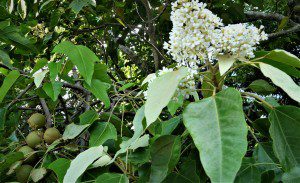 Kukui Nut Plant